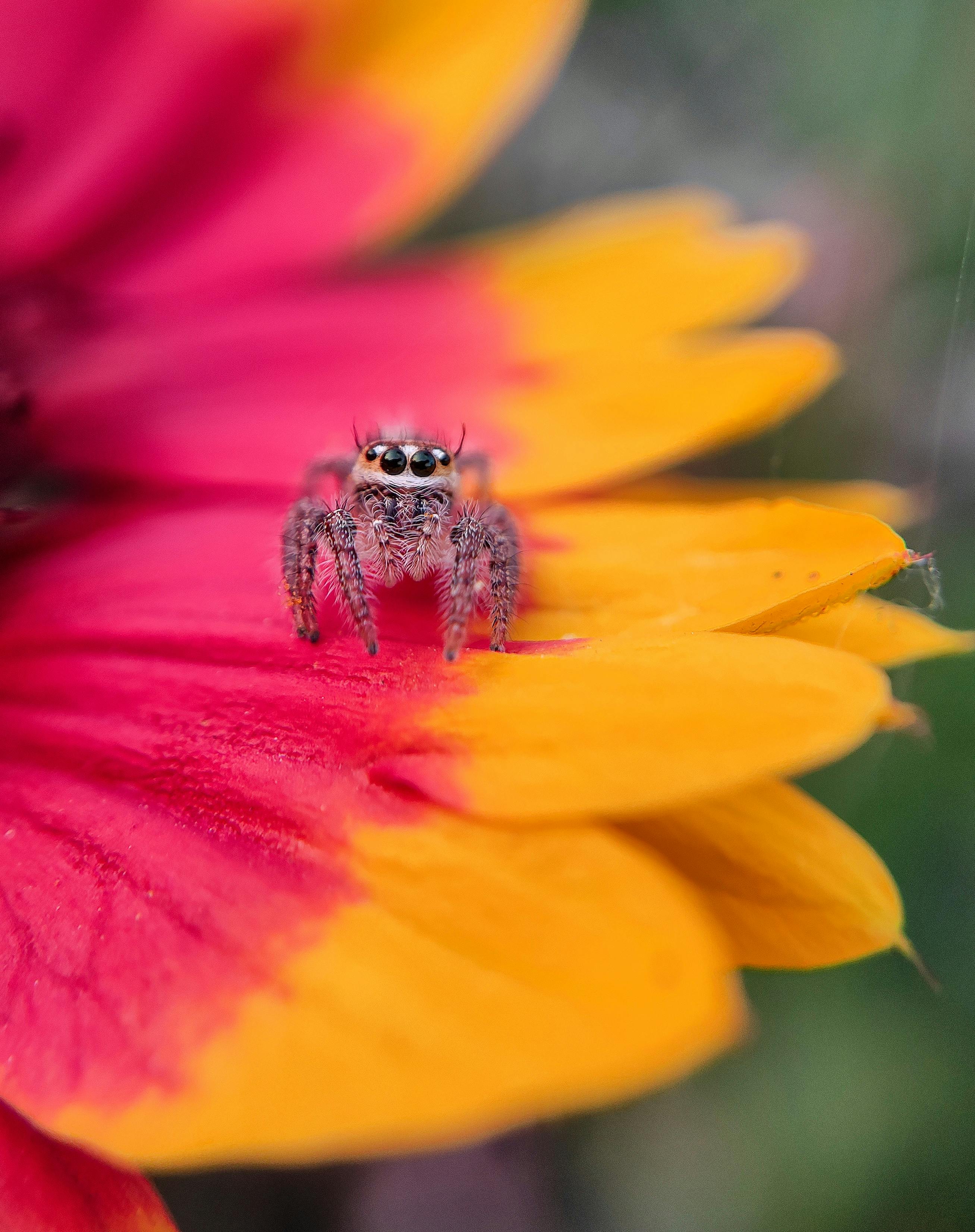 A small jumping spider resting on a colorful flower