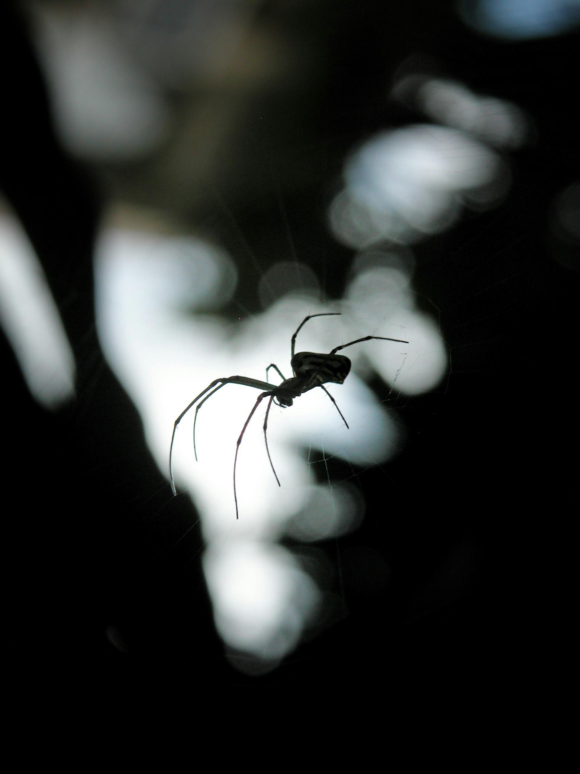 A spider carefully building its web