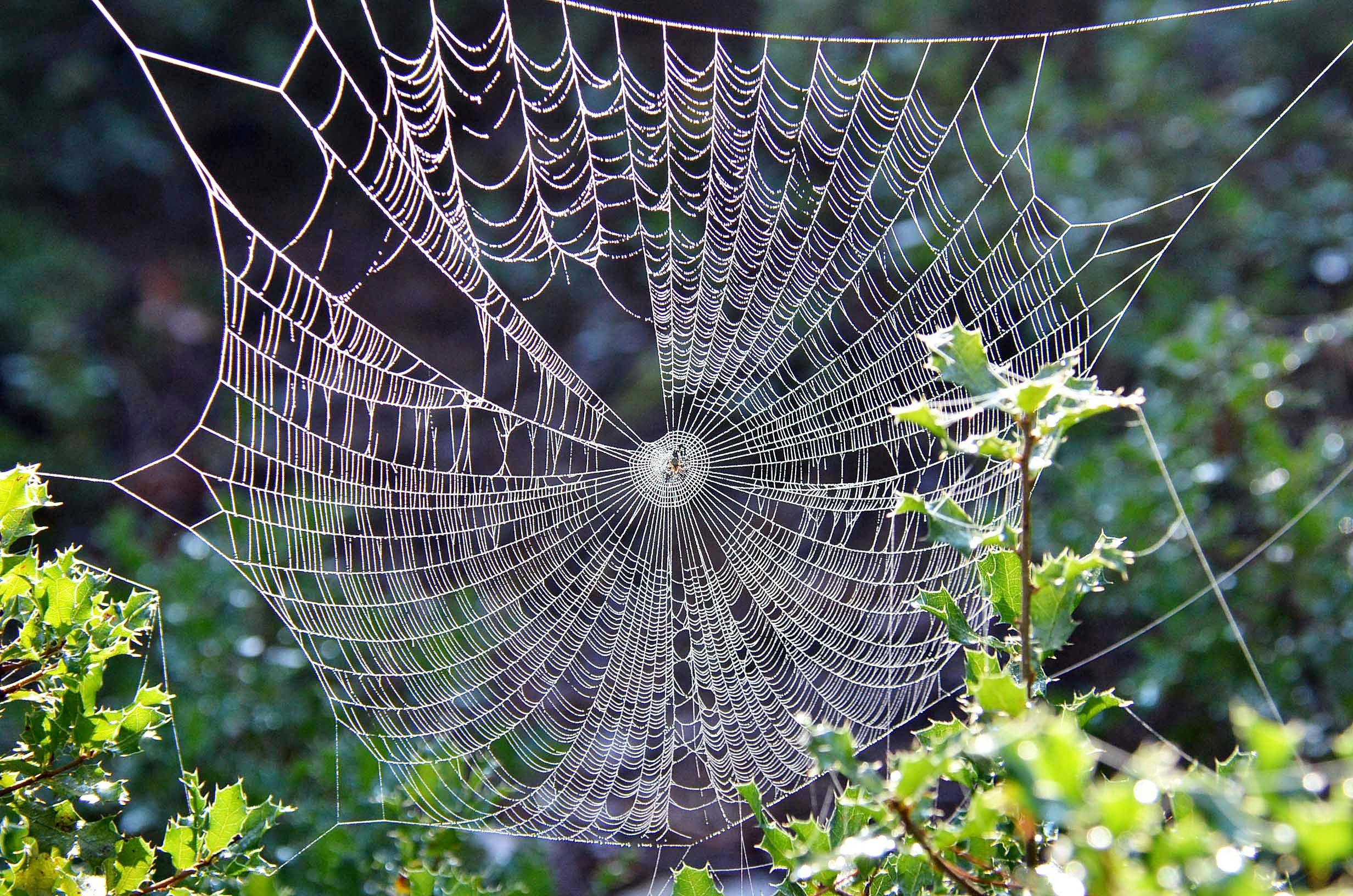 An intricate spider web stretching between green leaves