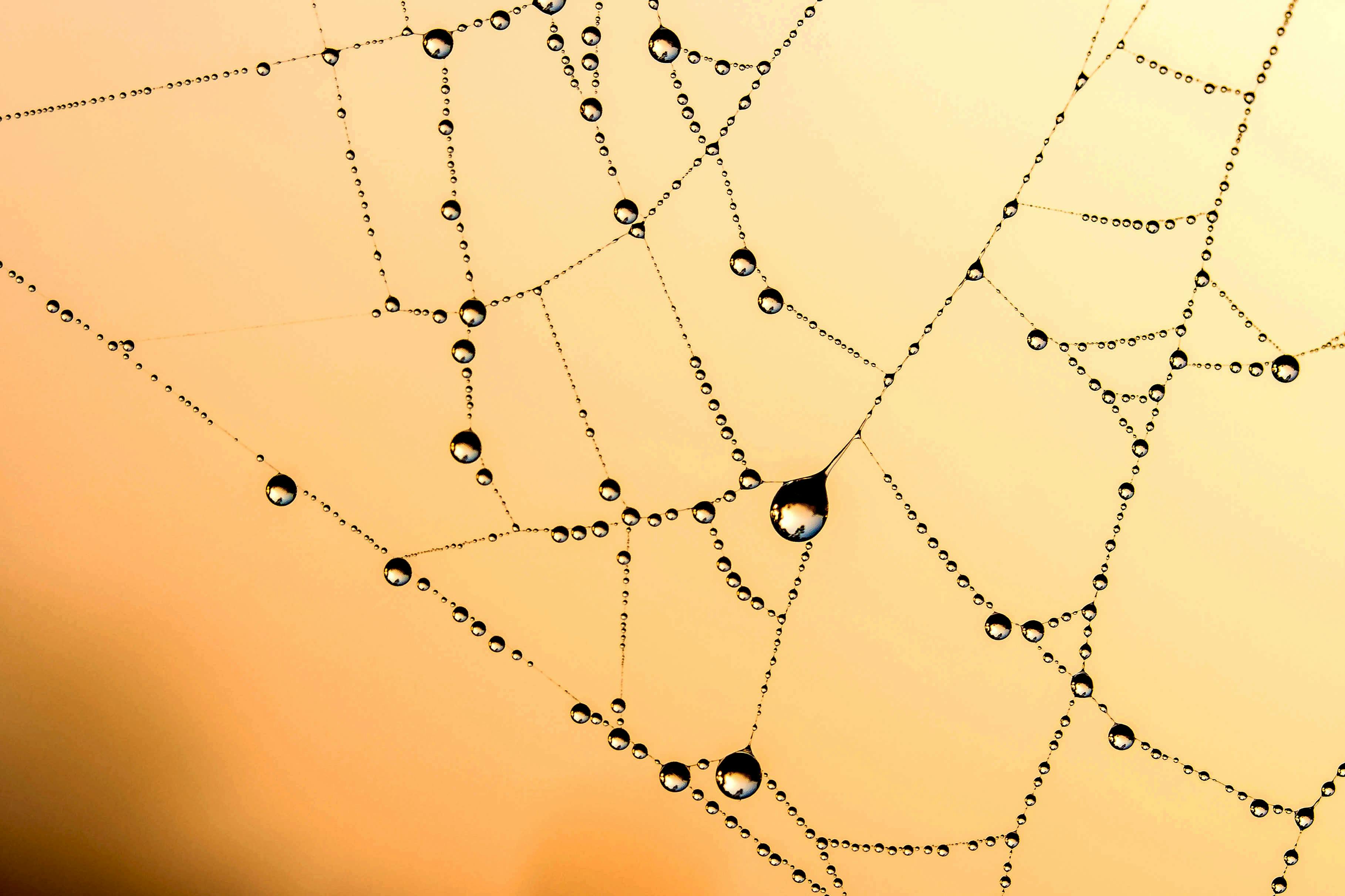 Water droplets tracing the connections of a spider web